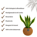 Kokodama Sansevieria - 40 - 60 cm Hoog