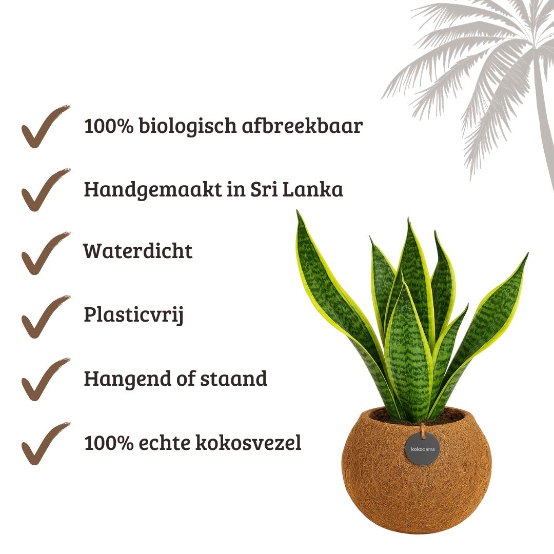 Kokodama Sansevieria - 40 - 60 cm Hoog