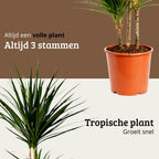 Dracaena Marginata - 90 - 110cm Hoog