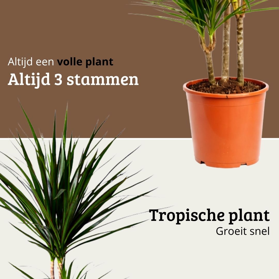 Dracaena Marginata - 90 - 110cm Hoog