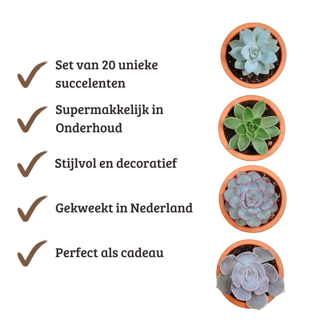 Mix mini vetplanten - 20 stuks