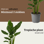 Strelitzia Reginae - 70 - 90cm Hoog