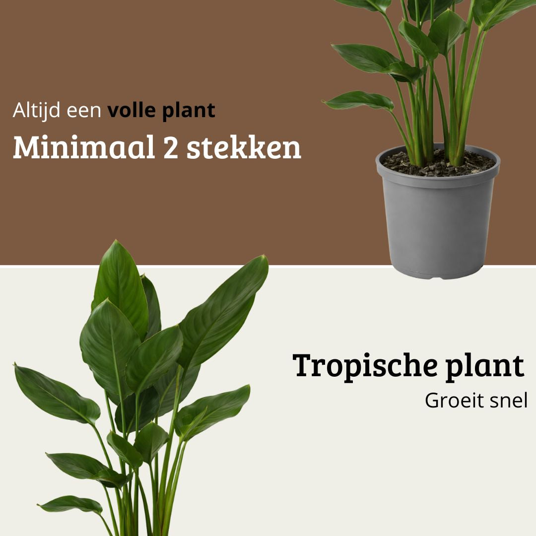 Strelitzia Reginae - 70 - 90cm Hoog