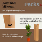 Yucca Elephantipes - 100 - 120cm Hoog