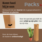Sansevieria Laurentii - 40 - 60cm Hoog