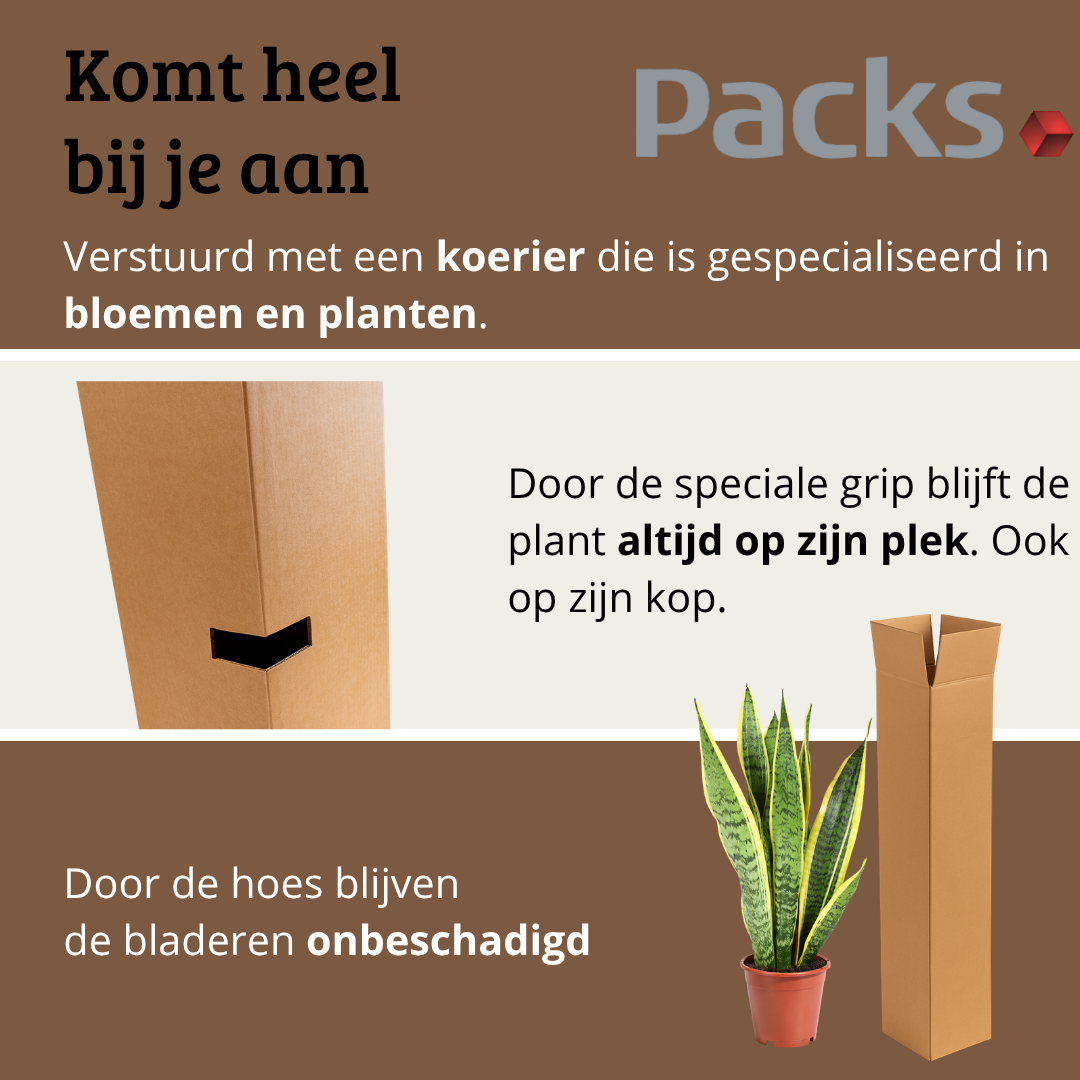 Sansevieria Laurentii - 40 - 60cm Hoog