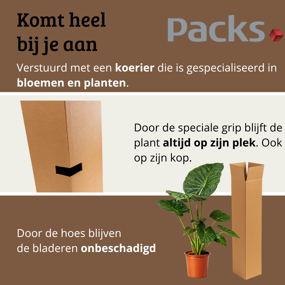 Alocasia Regal Shield - 80 - 100cm Hoog