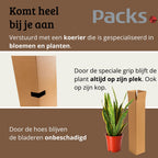 Sansevieria Laurentii - 60 - 80cm Hoog