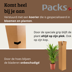 Areca - 70 - 90cm Hoog
