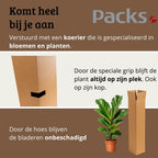 Ficus Lyrata - 70 - 90cm Hoog