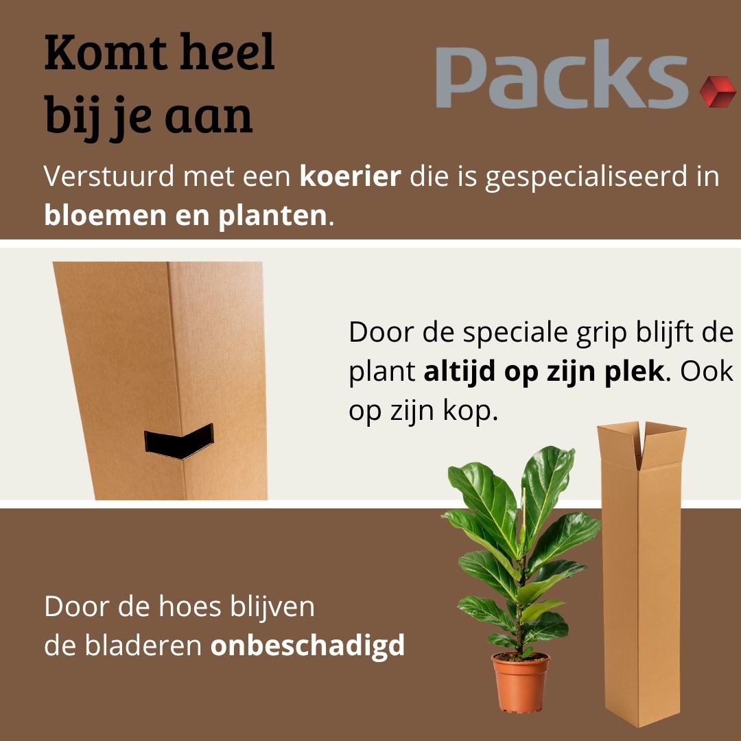 Ficus Lyrata - 70 - 90cm Hoog