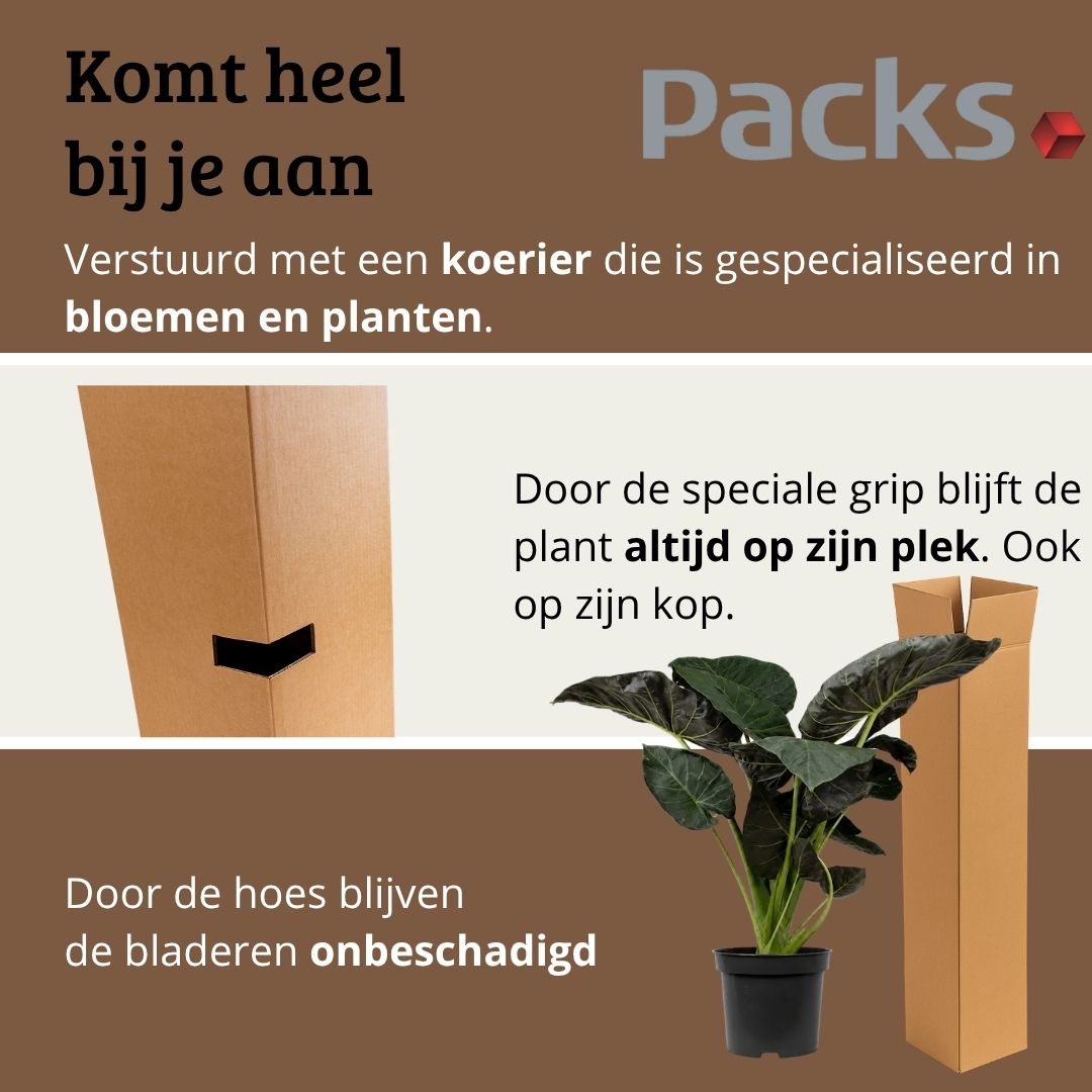 Alocasia Regal Shield - 120 - 140cm Hoog