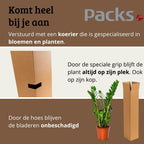 Zamioculcas - 90 - 110cm Hoog