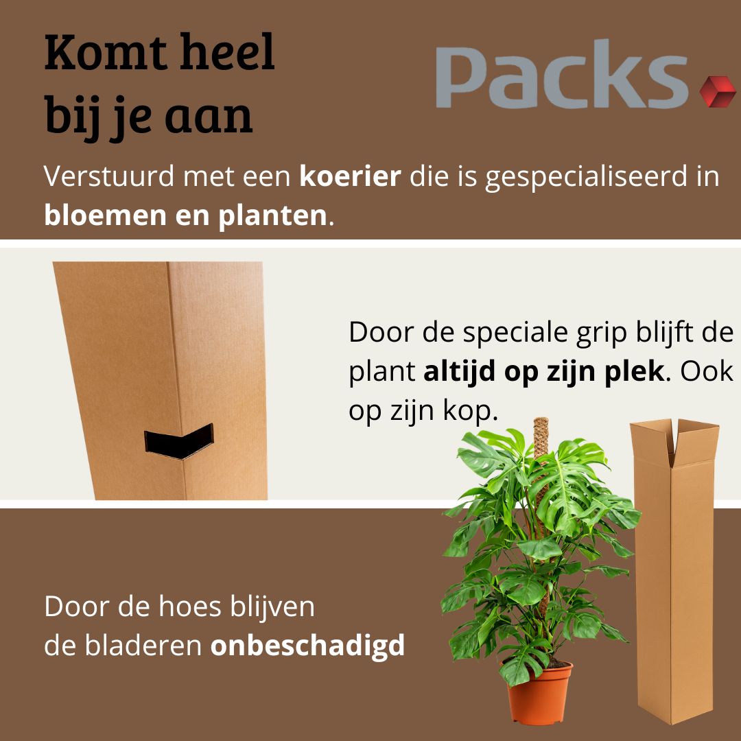 Monstera Deliciosa - 120 - 140cm Hoog