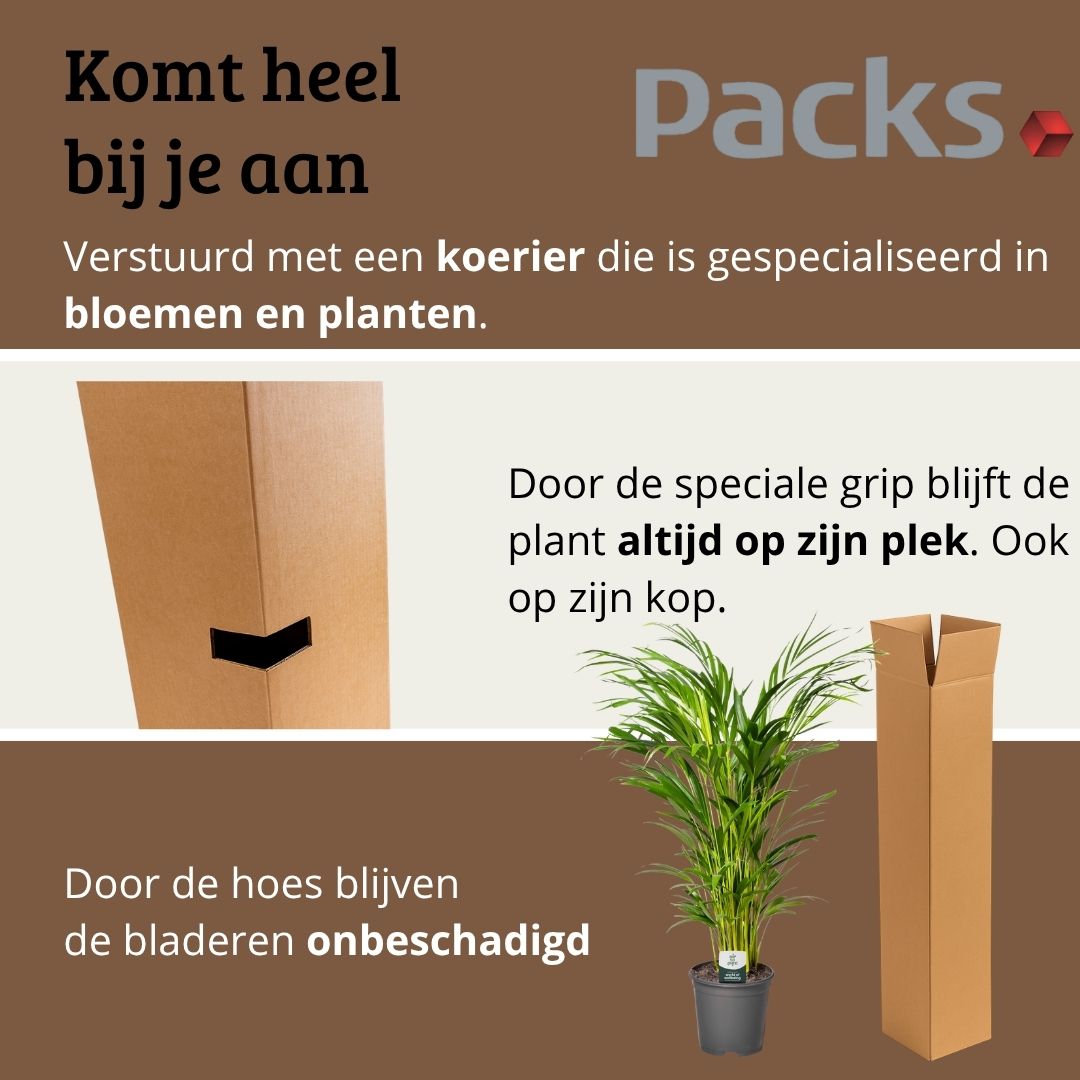 Areca - 100- 120cm Hoog