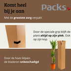 Yucca Elephantipes - 120 - 140cm Hoog