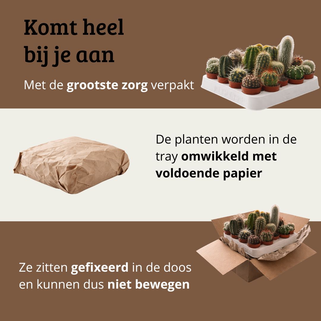 Mini Cactus Mix - 12 Stuks