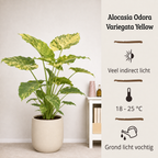 Alocasia Odora Variegata Yellow - 60-80 cm Hoog