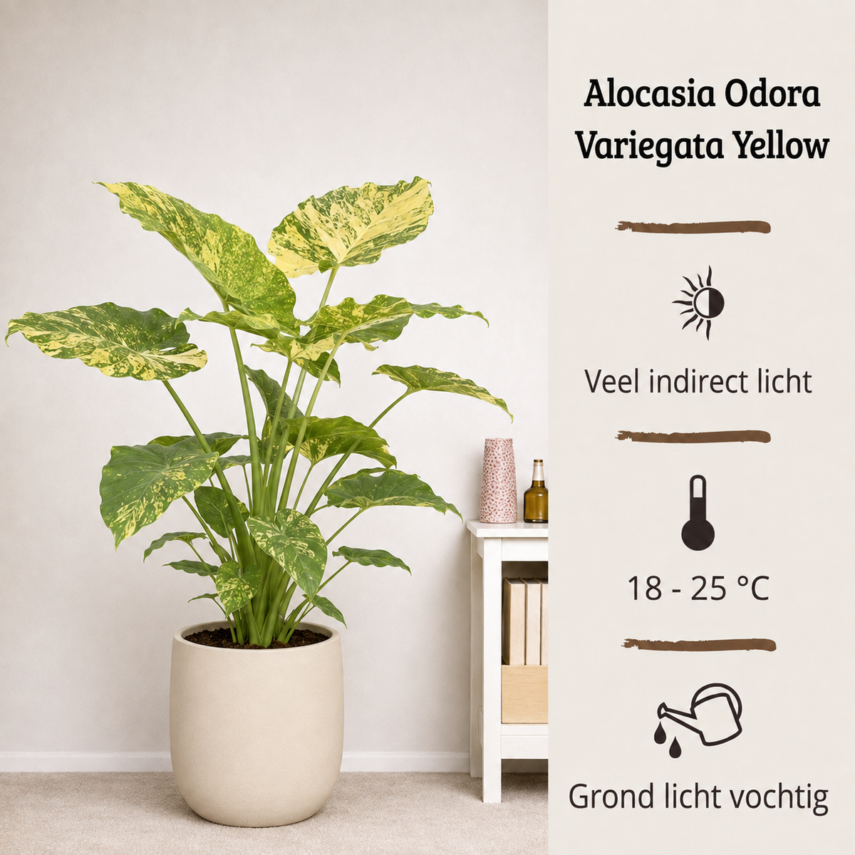 Alocasia Odora Variegata Yellow - 60-80 cm Hoog