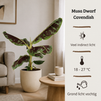 Musa Dwarf Cavendish - 90-110 cm Hoog