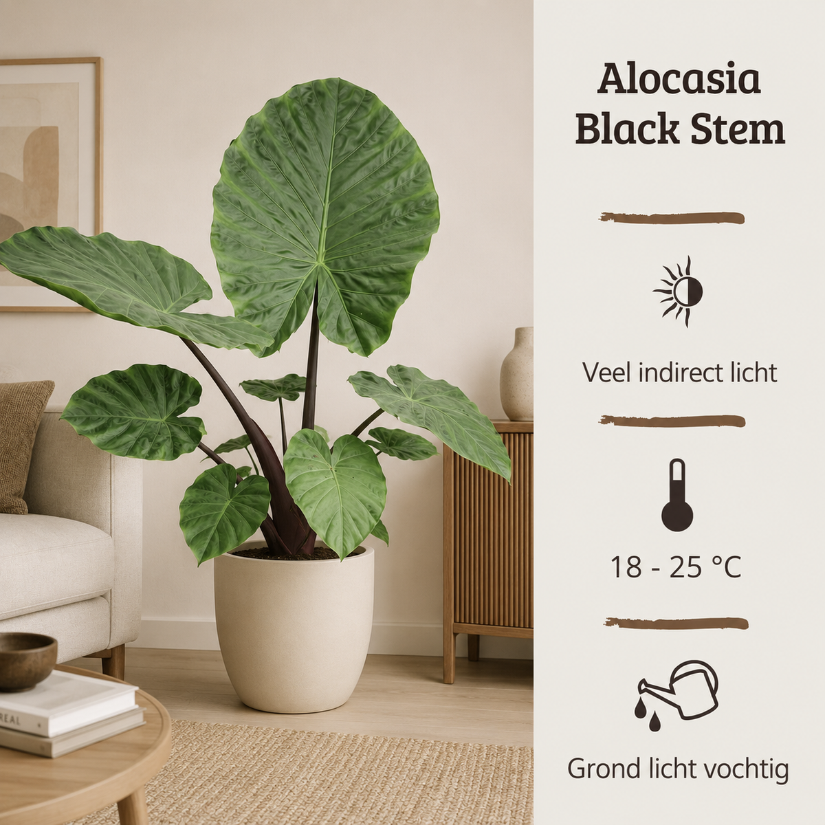 Alocasia Black Stem - 110 - 130cm Hoog