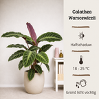 Calathea Warscewiczii - 70-90 cm Hoog