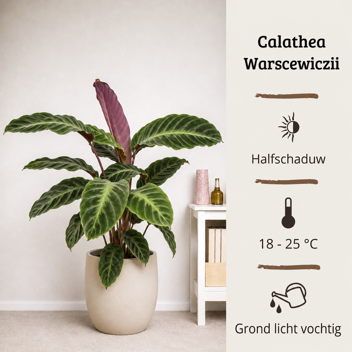 Calathea Warscewiczii - 70-90 cm Hoog