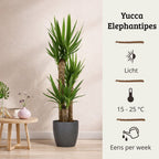 Yucca Elephantipes - 100 - 120cm Hoog