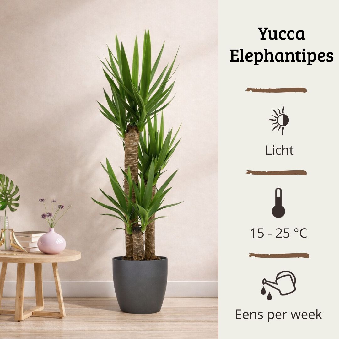 Yucca Elephantipes - 100 - 120cm Hoog