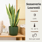 Sansevieria Laurentii - 40 - 60cm Hoog