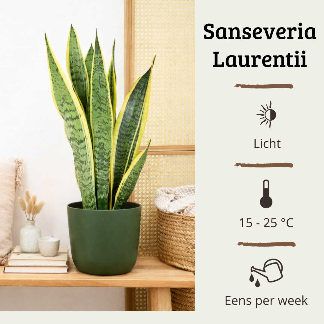 Sansevieria Laurentii - 40 - 60cm Hoog