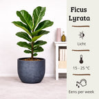 Ficus Lyrata - 70 - 90cm Hoog