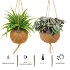 Kokodama Set - Chloropythum - Tradescantia Zebrina