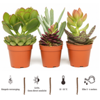 Mix mini vetplanten - 6 stuks