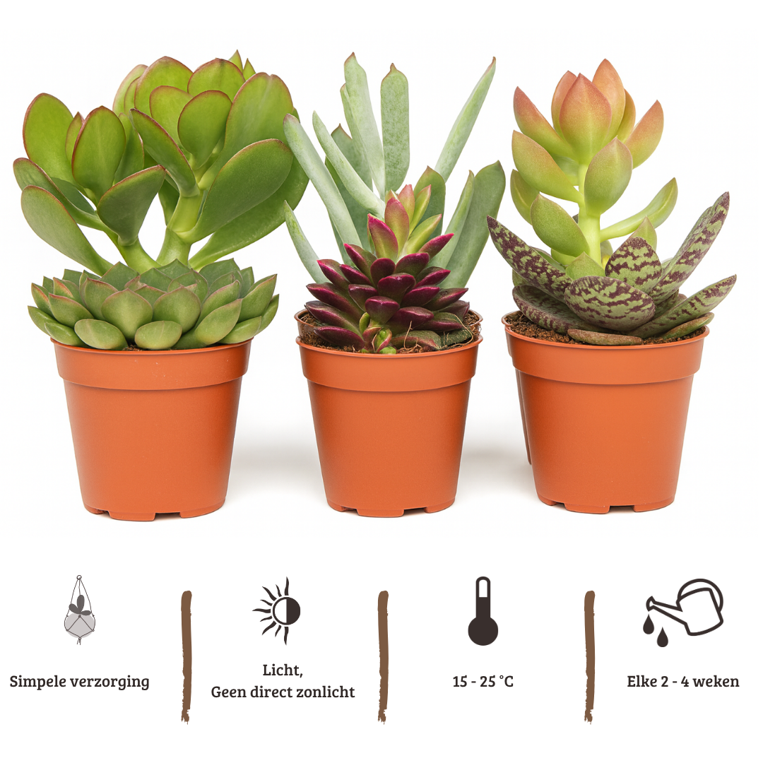 Mix mini vetplanten - 6 stuks