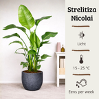 Strelitzia Nicolai - 130 - 150cm Hoog