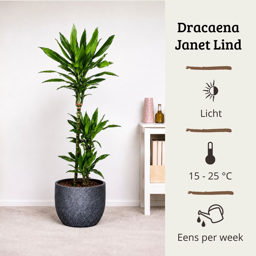 Draceana Janet Lind - 90 - 110 cm