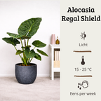 Alocasia Regal Shield - 80 - 100cm Hoog