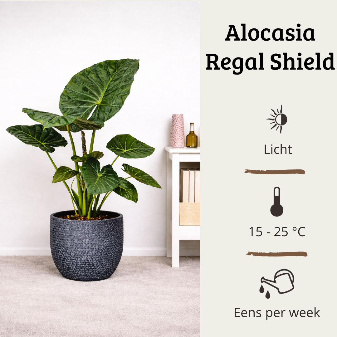 Alocasia Regal Shield - 80 - 100cm Hoog