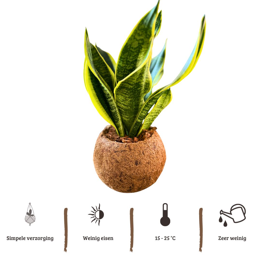 Kokodama Sansevieria - 40 - 60 cm Hoog