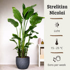 Strelitzia Nicolai - 150 - 170cm Hoog
