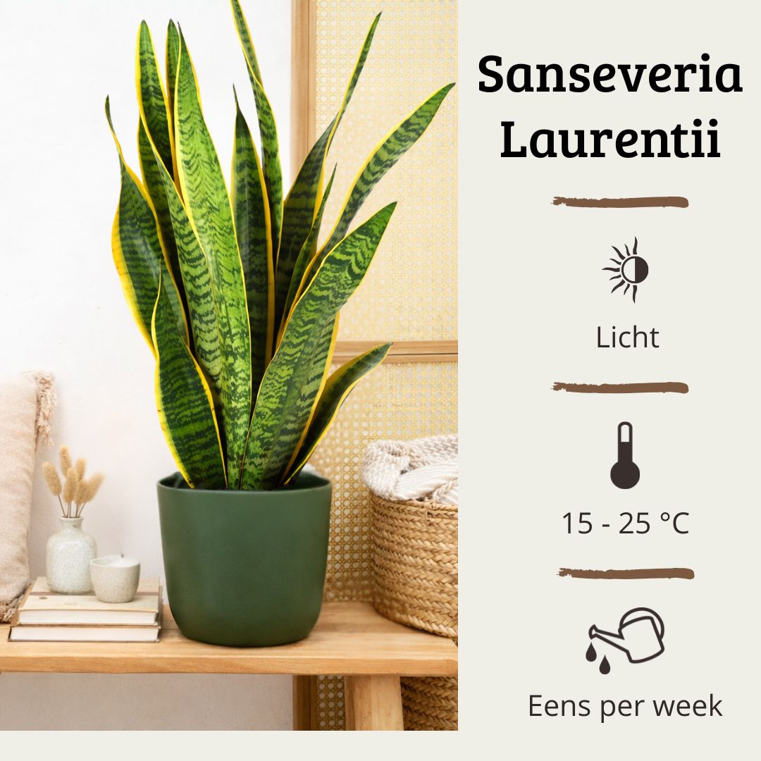 Sansevieria Laurentii - 60 - 80cm Hoog