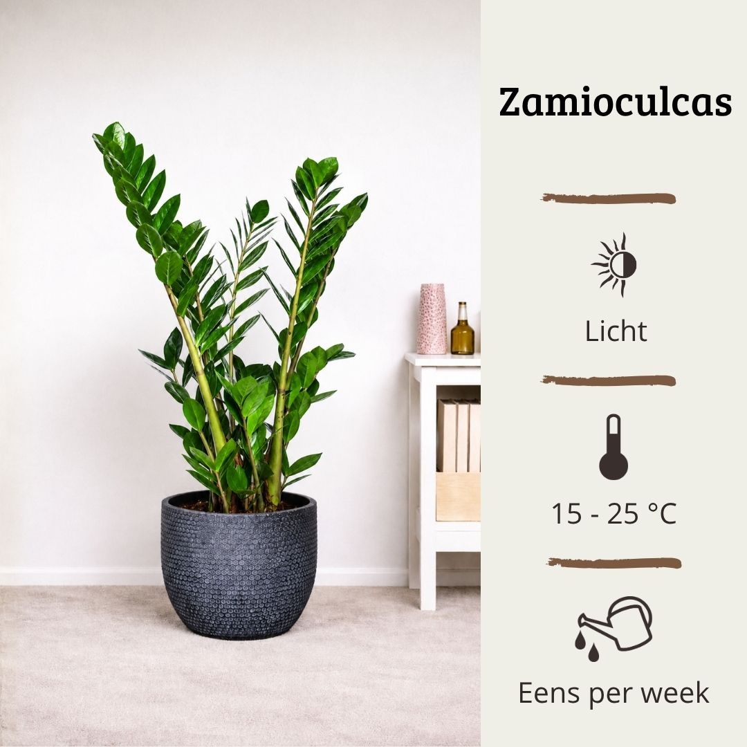 Zamioculcas - 90 - 110cm Hoog