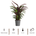 Calathea Rufibarba - 80 - 100cm Hoog