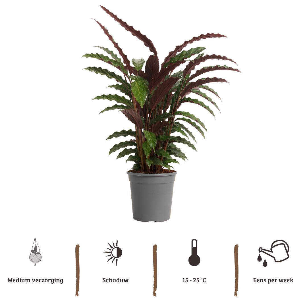 Calathea Rufibarba - 80 - 100cm Hoog