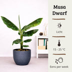 Musa Dwarf Cavendish - 70 - 90cm Hoog
