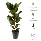 Ficus Elastica Robusta - 90 - 110 cm Hoog