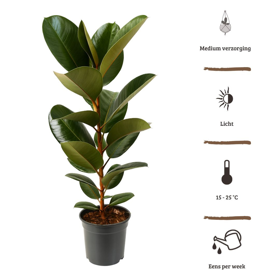 Ficus Elastica Robusta - 90 - 110 cm Hoog