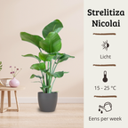 Strelitzia Nicolai - 100 - 120cm Hoog