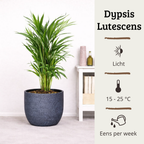 Areca - 70 - 90cm Hoog